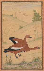 Ein Paar Brahminenenten, ca. 1595, Ränder wahrscheinlich im 19. Jahrhundert hinzugefügt