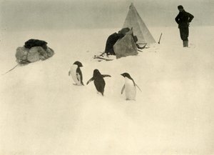Adelie-Pinguine besuchen ein Lager, ca. 1908 von Unbekannt