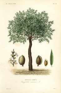 Mandelbaum