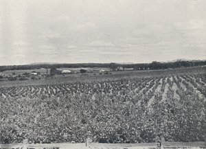 Ein australischer Weinberg, 1923 von Unbekannt