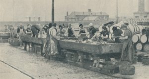 Ein wichtiger Teil der Industrie. Schottische Mädchen beim Ausnehmen in Yarmouth, 1937 von Unbekannt