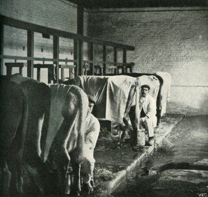 Ein modernes Melkschuppen auf der Walker-Gordon-Farm, 1902 von Unbekannt