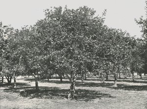 Ein Orangenhain in der Nähe der Stadt, St. Augustine, USA, 1895 von Unbekannt