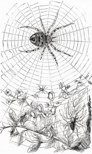 Eine Radnetzspinne oder Araneid