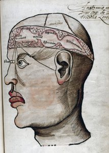Anatomie 16. Jahrhundert: Schnitt durch das Gehirn zur Untersuchung der Lokalisation verschiedener Gehirnfunktionen und der damit verbundenen Organe des Kopfes