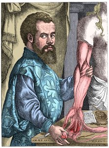 Andreas Vesalius, flämischer Anatom des 16. Jahrhunderts