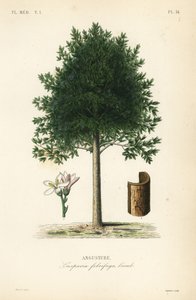 Angostura trifoliata