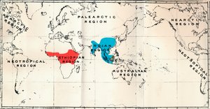 Anthropoidea - Verteilungskarte der Gattungen Semnopithecus Blau, Nasalis Braun, Colobus Rot, 1897 von Unbekannt