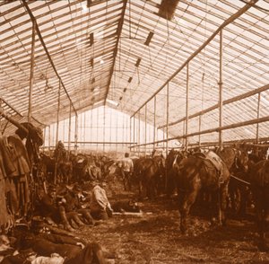 Artilleriepferde, ca. 1914-1918