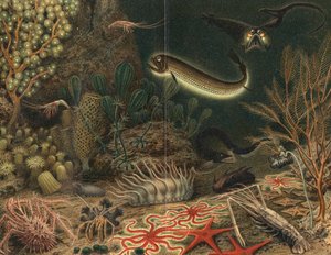 Künstlerische Darstellung einer Tiefseeszene mit leuchtenden Fischen, 1903