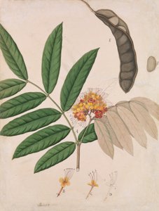 Ashoka-Baum Blume, Blätter, Schote und Samen, erste Hälfte des 19. Jahrhunderts