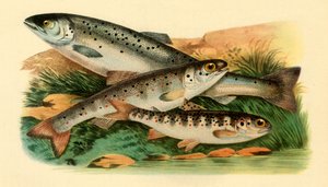 Atlantischer Lachs - Grilse, Smolt und Parr, 1887, 1946 von Unbekannt