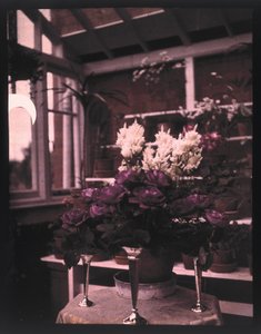 Autochrome von rosa Rosen in einer silbernen Vase im Gewächshaus, um 1910 von Unbekannt