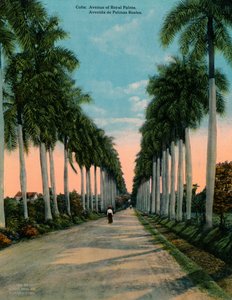 Allee der Königspalmen, Kuba, um 1920