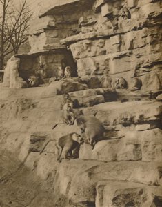 Paviane in ihrer natürlichen Umgebung auf dem Affenhügel, um 1935