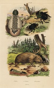 Bambuspilz, Skarabäus-Dungkäfer und Gemeiner Wombat