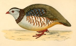 Berberhuhn, spätes 19. Jahrhundert
