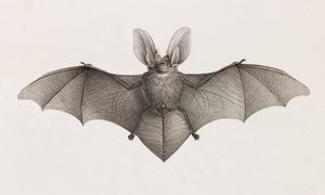 Fledermaus mit großen Ohren, Fledermäuse in Ägypten von Unbekannt