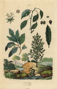 Lorbeer, Kampferbaum und Sassafras von Unbekannt