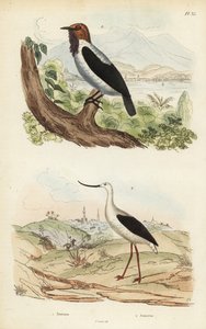 Bartglockenvogel und Amerikanischer Säbelschnäbler von Unbekannt