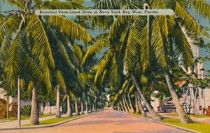 Schöne palmengesäumte Allee im Navy Yard, Key West, Florida, um 1940er Jahre von Unbekannt