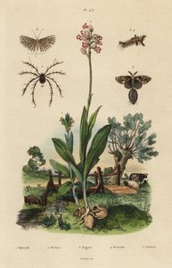 Bienen-Ragwurz, Affen-Knabenkraut, Rostige Flechtenbär, Zwanzig-Feder-Motte und Oribata geniculata Milbe von Unbekannt