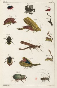 Käfer und andere Insekten, Südamerika