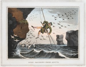 Vogeljagd von oben, Shetlandinseln, 1813