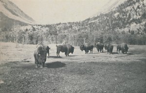 Bison, 1916 von Unbekannt