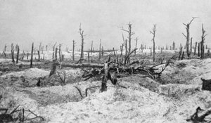 Zerstörte Baumstümpfe, Mesnil, Champagne, Frankreich, Erster Weltkrieg, 1915