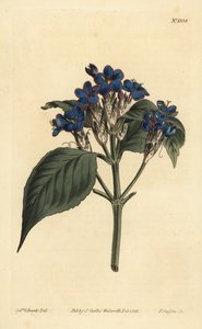 Blaue Salbei, Eranthemum pulchellum (Blau blühende Justicia, Justicia nervosa)
