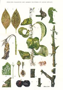 Botanische Tafel/Obstbaumparasiten von Unbekannt