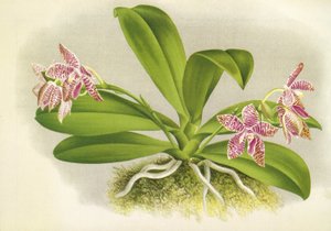 Botanische Tafel: Phalaenopsis luddemanniana