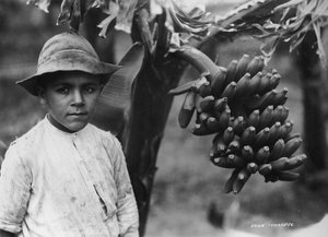 Junge mit Bananen, die an einem Baum wachsen, Teneriffa, Kanarische Inseln, Spanien, ca. 1920er-1930er Jahre von Unbekannt