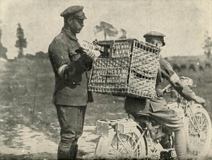 Britische Armee-Brieftauben in Frankreich