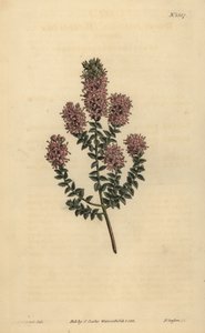 Buchu, Agathosma pulchella (Stumpfblättrige Diosma, Diosma pulchella)