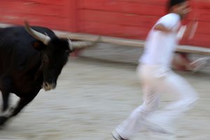 Stierkampf (Course camarguaise). Ein unblutiges Spektakel (für die Stiere), bei dem es darum geht, eine Rosette vom Kopf eines Stieres zu schnappen, Vallabregues, Frankreich