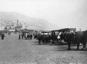 Ochsenkarren, Madeira, Portugal, ca. 1920er-1930er Jahre