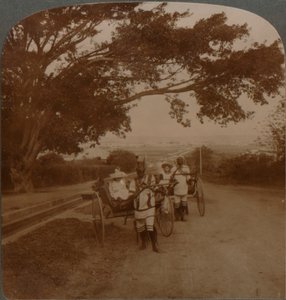 Von Einheimischen gezogene Kutschen auf einer Wohnstraße, Durban, Südafrika, ca. 1900 von Unbekannt