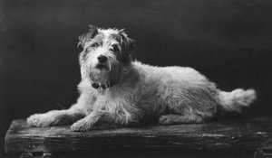 Caesar, König Edwards Lieblingshund, 20. Jahrhundert