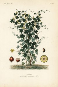 Kalumbabaum, Jateorhiza columba von Unbekannt