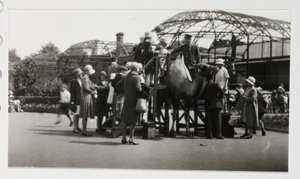 Kamelritt, um 1930 von Unbekannt