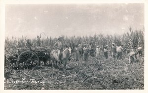 Zuckerrohrernte, ca. 1930