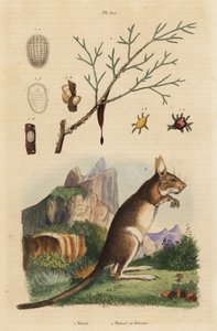 Kaphase, Lepus capensis, und Manna-Esche, Fraxinus ornus von Unbekannt