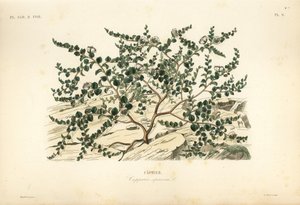 Kapernstrauch oder Flinders-Rose von Unbekannt