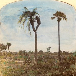 Kapitän Osman schießt von einem Baum mit Hilfe von Riemen, Indien, 1900er Jahre von Unbekannt