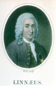 Carl von Linné, schwedischer Naturforscher des 18. Jahrhunderts, frühes 19. Jahrhundert von Unbekannt
