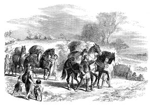 Brottransport nach London auf Packpferden, um 1895