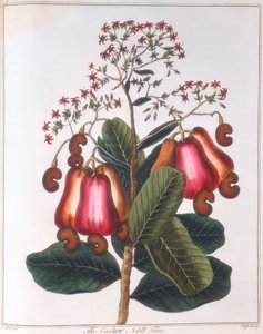 Cashewnuss - Anacardium occidentale, ca. 1798