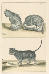 Katzen